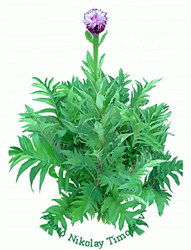 Medicinal plant Leuzea (Rhaponticum carthamoides, Maral root) - Левзея или Маралий корень: Общий вид растения. Источник 180 БАДов м фармпрепаратов (включая Экдистен); Photo Nikolay Timofeev (45k)