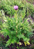 Medicinal Plants of Rhaponticum carthamoides; Photo Nikolay Timofeev (12k)