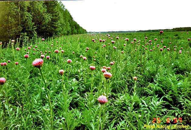Population of Leuzea (Rhaponticum carthamoides);
   Photo Nikolay Timofeev (48k)