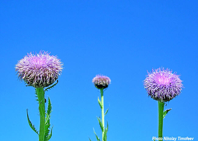 Plant of Leuzea - Rhaponticum carthamoides;
   Photo Nikolay Timofeev (37k)