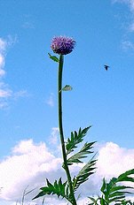  of  Leuzea carthamoides