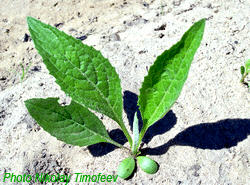 Leaves of  plant Leuzea - Rhaponticum carthamoides; Photo Nikolay Timofeev (19k)