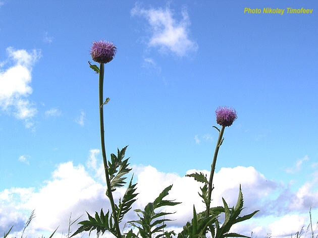 Plant of Leuzea - Rhaponticum carthamoides;
   Photo Nikolay Timofeev (42k)