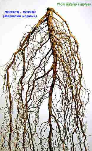 Medicinal plant Leuzea (Rhaponticum carthamoides, Maral root) - Маралий корень: Корни придаточные Левзеи сафлоровидной. Источник для производства препарата для Спорта Экдистен (содержит 0,05 % экдистерона); Photo Nikolay Timofeev (28k)