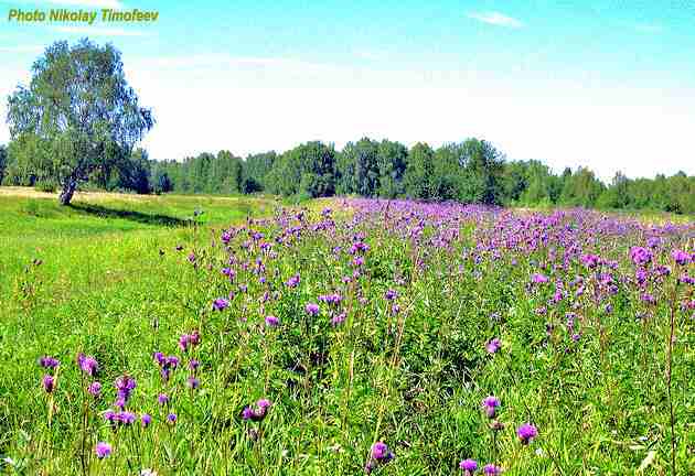 Population of Serratula coronata;
   Photo Nikolay Timofeev (46k)