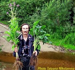 Ecdysteroid containing Plant of Rhaponticum carthamoides; Photo Nikolay Timofeev (12k)