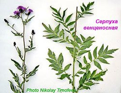 Leaves parts of Serratula coronata - Молодые серпуха побеги (содержат 1,5-2,4 % экдистерона). Photo Nikolay Timofeev (16k)