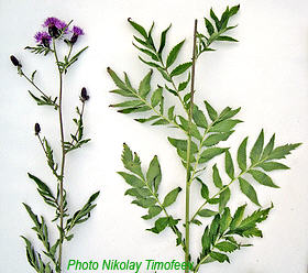 Leaves of  plant Serratula coronata;
   Photo Nikolay Timofeev (21k)