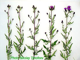 Shoots of plant Serratula coronata;
   Photo Nikolay Timofeev (20k)