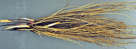 Rhizomes of plant Serratula coronata;
   Photo Nikolay Timofeev (16k)