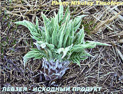 Leaves parts of Rhaponticum carthamoides and Serratula coronata - Молодые левзея и серпуха побеги  (содержат до 1,5 % экдистерона). Photo Nikolay Timofeev (16k)